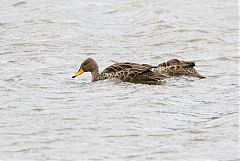 Yellow-billed Pintail